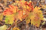 Vitis vinifera. Листва в осенней окраске. Черноморское побережье Кавказа, окр. Новороссийска, близ мыса Шесхарис, у приморского обрыва. 1 декабря 2012 г.