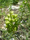 Muscari neglectum