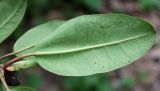 Rhododendron wardii