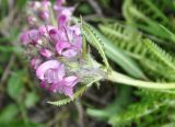 Pedicularis albolabiata. Верхушка побега с соцветием. Камчатский край, Ключевская группа вулканов, окр. перевала Толбачинский. 21.07.2013.