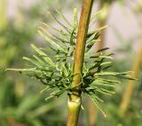 Thalictrum lucidum