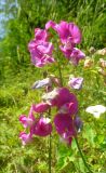 Lathyrus tuberosus