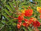 Caesalpinia pulcherrima. Часть соцветия на фоне листа. Бразилия, Goiás, Pirenópolis. 24.09.2013.