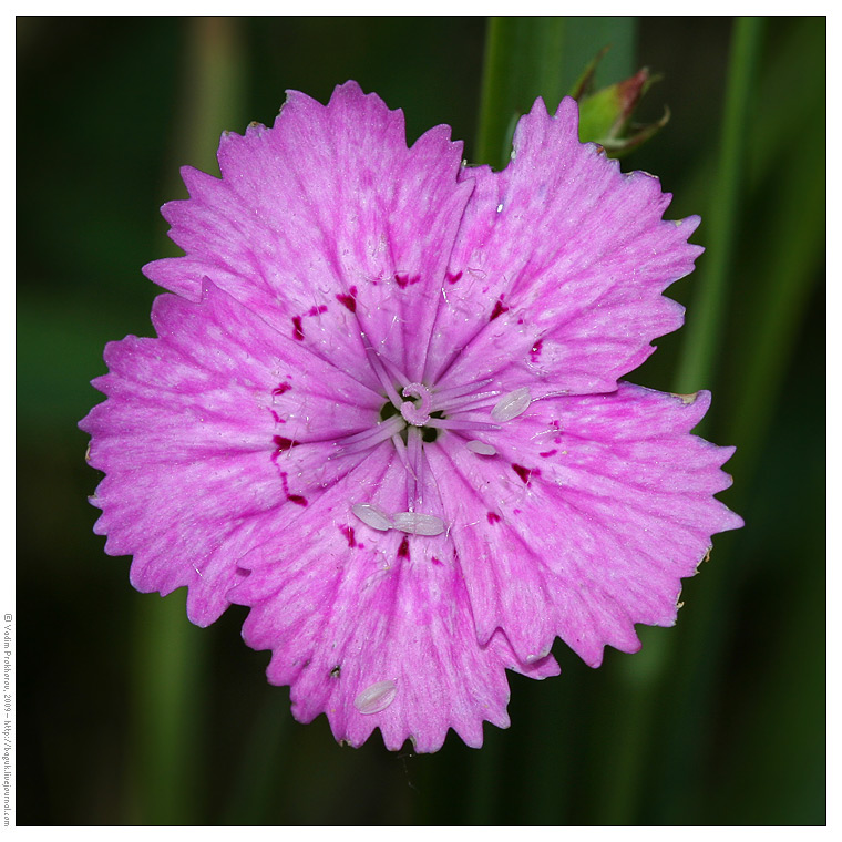 Изображение особи Dianthus versicolor.