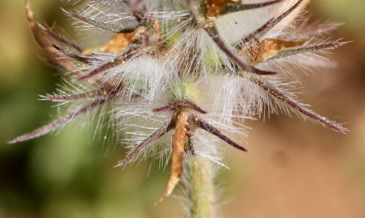 Изображение особи Trifolium palaestinum.