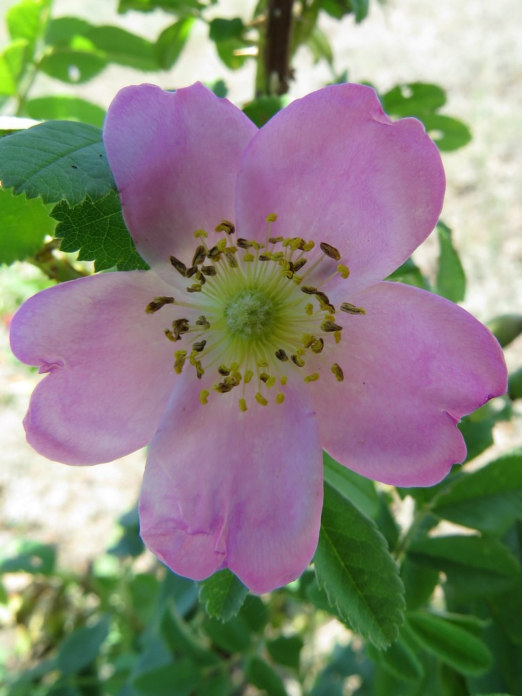 Image of Rosa laxa specimen.