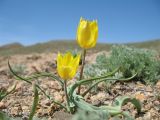 Tulipa kolpakowskiana