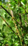 Carex rhynchophysa