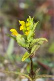 Rhinanthus minor