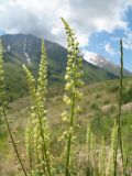 Reseda lutea