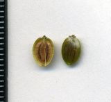 Pastinaca sativa. Зрелый плод, распавшийся на два мерикарпия. Курская обл., г. Железногорск, пустырь. 15 октября 2009 г.