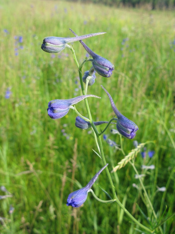 Изображение особи Delphinium grandiflorum.