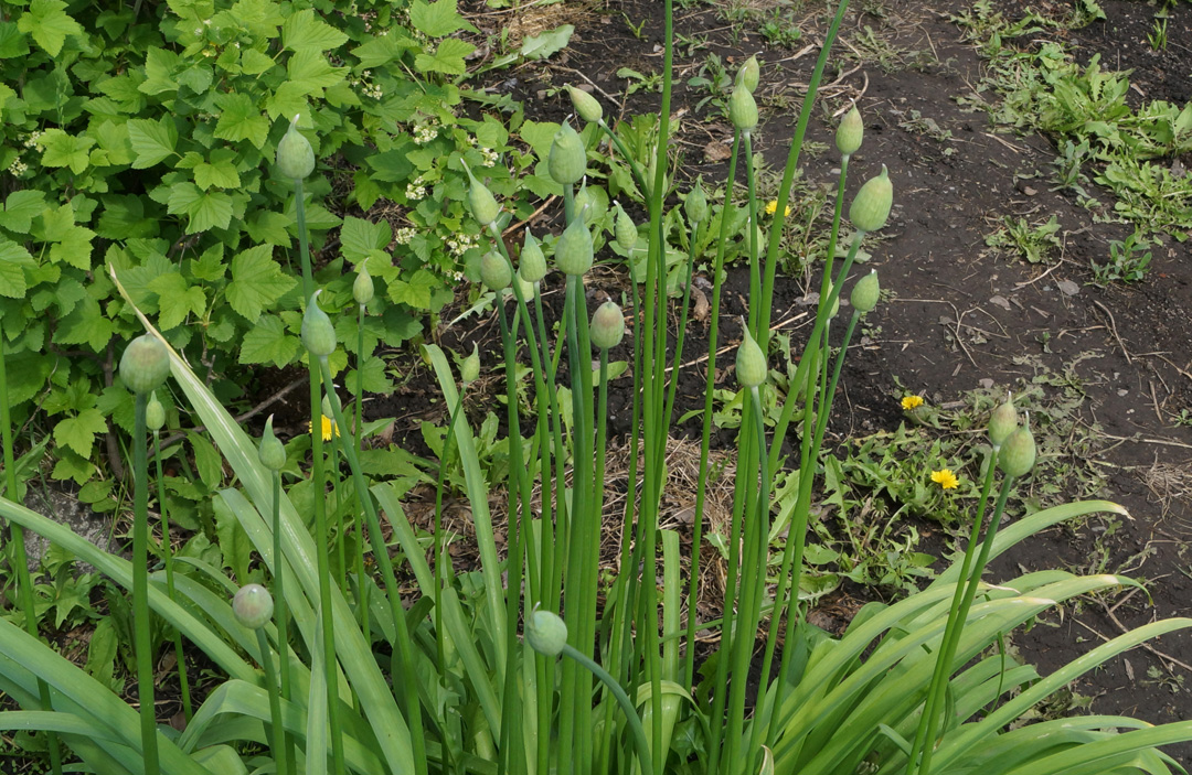 Изображение особи Allium rosenorum.