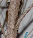 Dodonaea viscosa. Часть ствола взрослого дерева; var. purpurea. Израиль, Шарон, пос. Кфар Шмариягу, в культуре в озеленении. 18.02.2015.