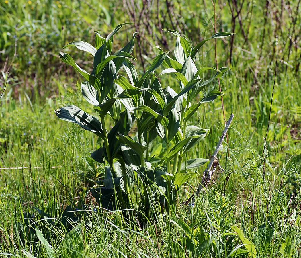 Изображение особи Veratrum lobelianum.