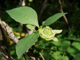 Codonopsis lanceolata. Незрелый плод и листья. Приморье, окр. г. Находка, смешанный лес. 07.09.2016.