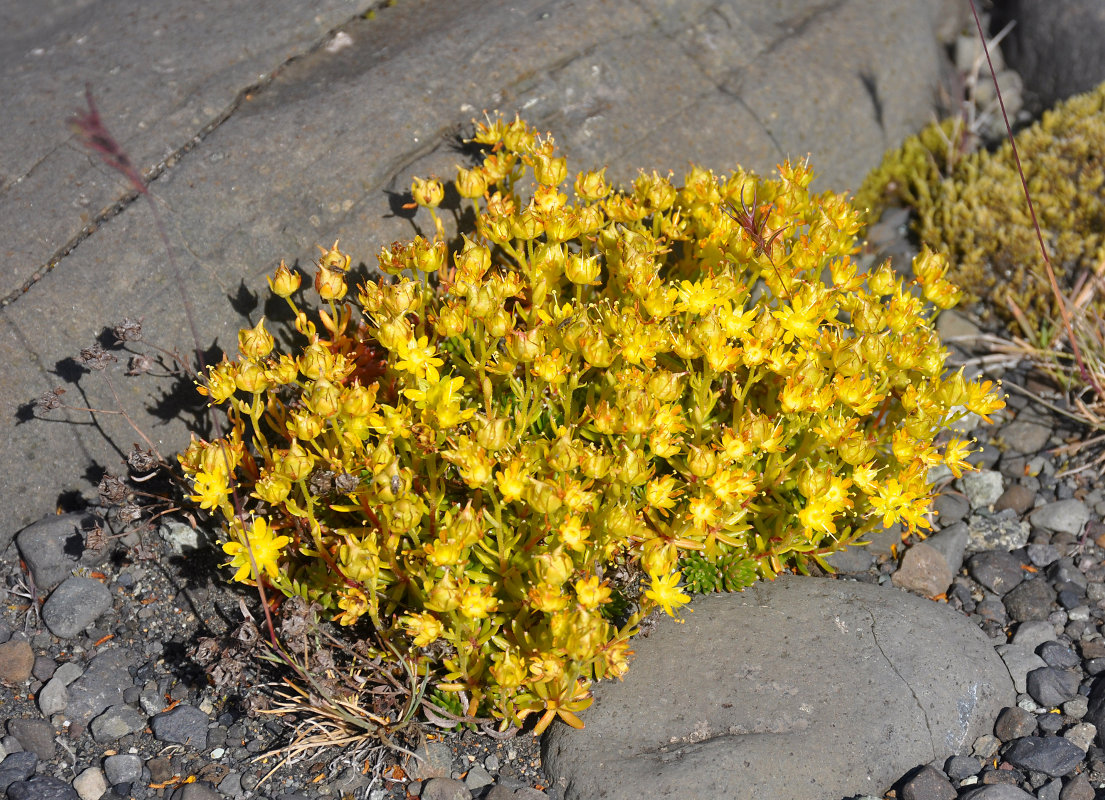 Изображение особи Saxifraga aizoides.