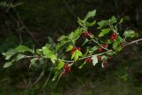 Ribes alpinum. Верхушка ветви со зрелыми плодами. Ленинградская обл., Кингисеппский р-н, окр. садоводства \"Колгомпя\"; мыс Колгомпя, побережье Финского залива, мелколиственно-сосновый лес, у обочины дороги. 28.08.2016.