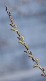 Salix pierotii