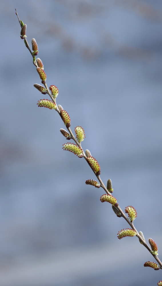 Image of Salix pierotii specimen.