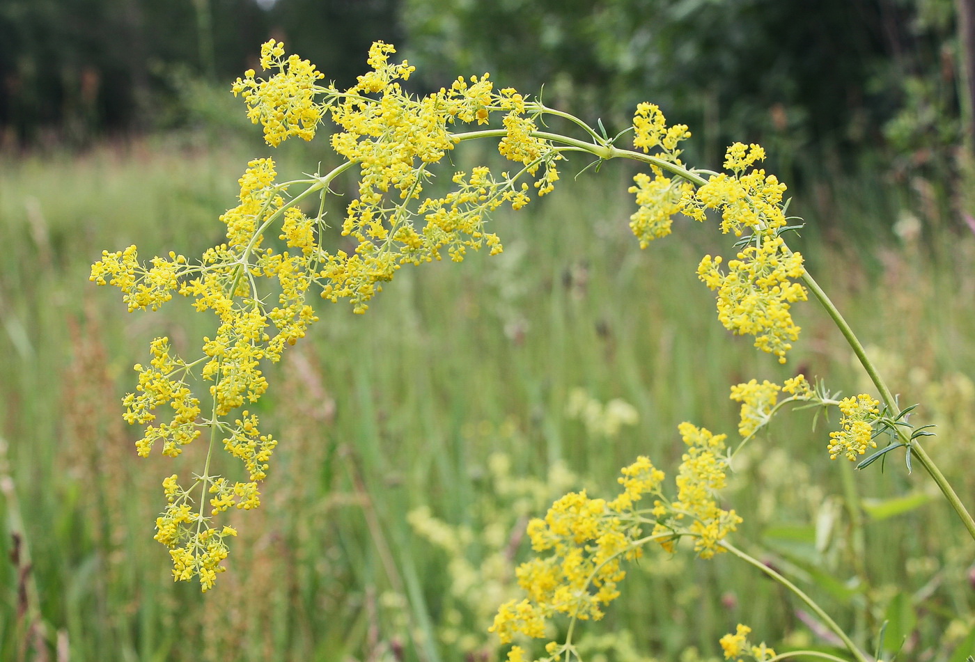 Изображение особи Galium verum.