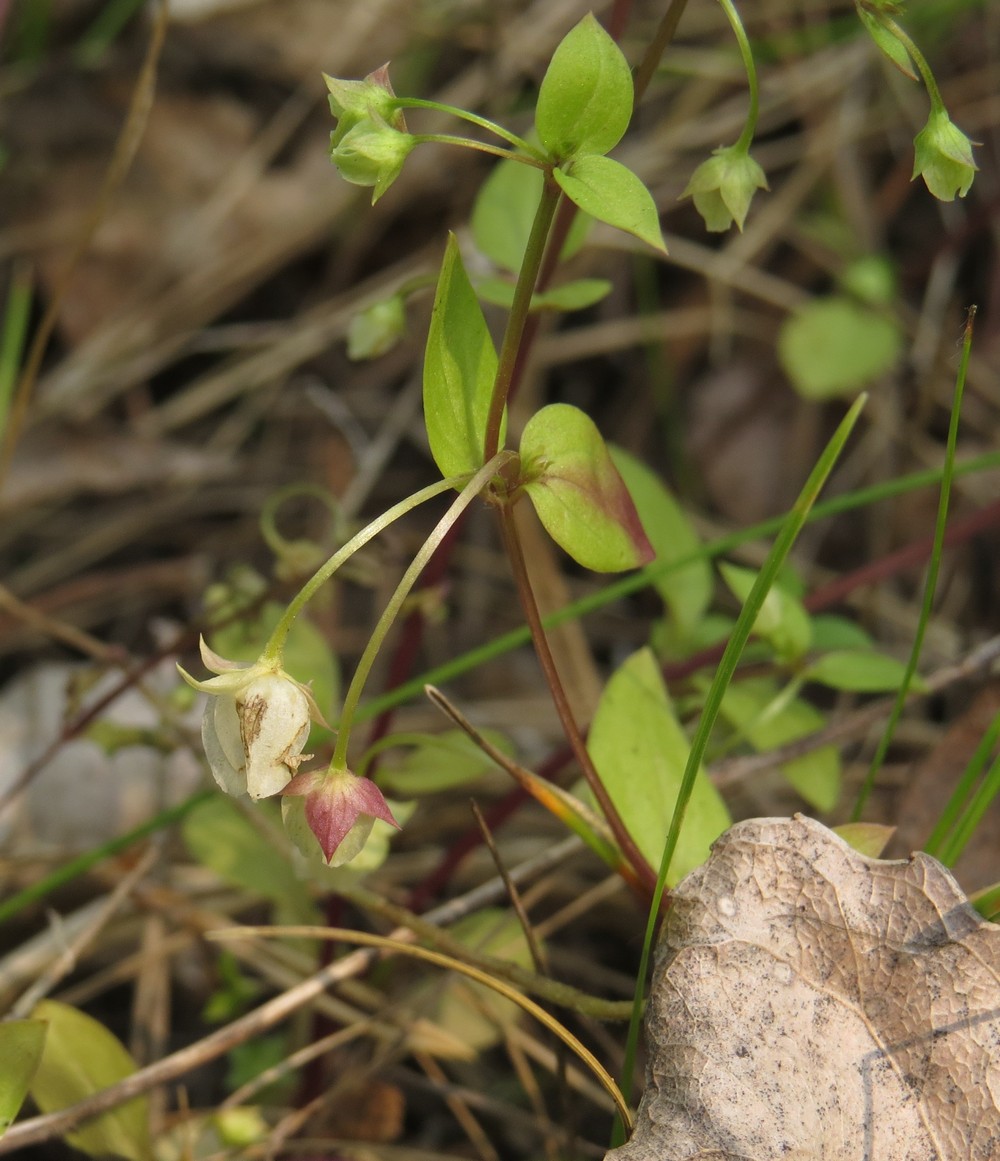 Изображение особи Anagallidium dichotomum.