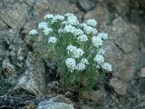 Ptilotrichum tenuifolium. Цветущие растения. Иркутская обл., побережье оз. Байкал в р-не Малого Моря, окр. дер. Куркут, скальник. 21.06.2017.