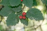 Crataegus разновидность blanchardii