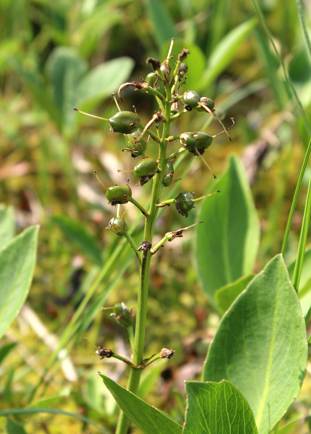 Изображение особи Menyanthes trifoliata.