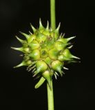 Sparganium stenophyllum