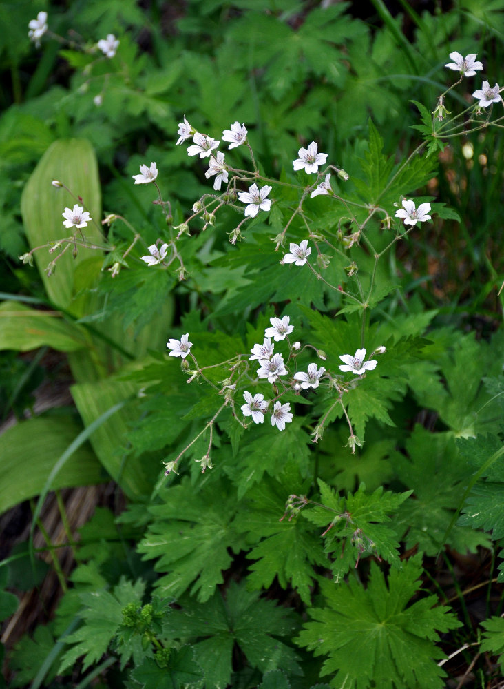 Изображение особи Geranium krylovii.