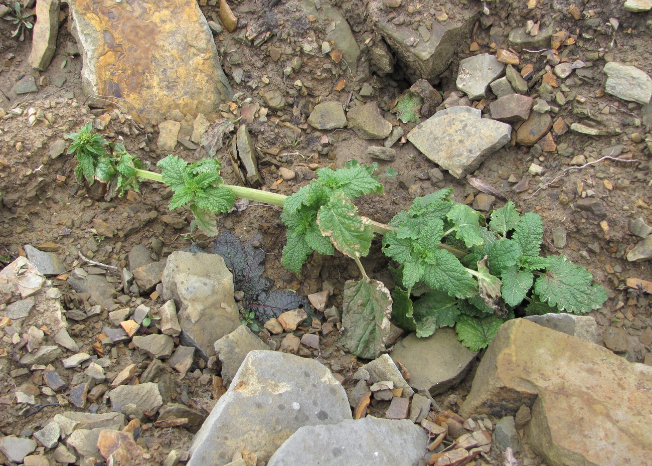 Изображение особи Scrophularia scopolii.