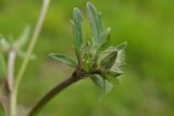 Ranunculus sardous