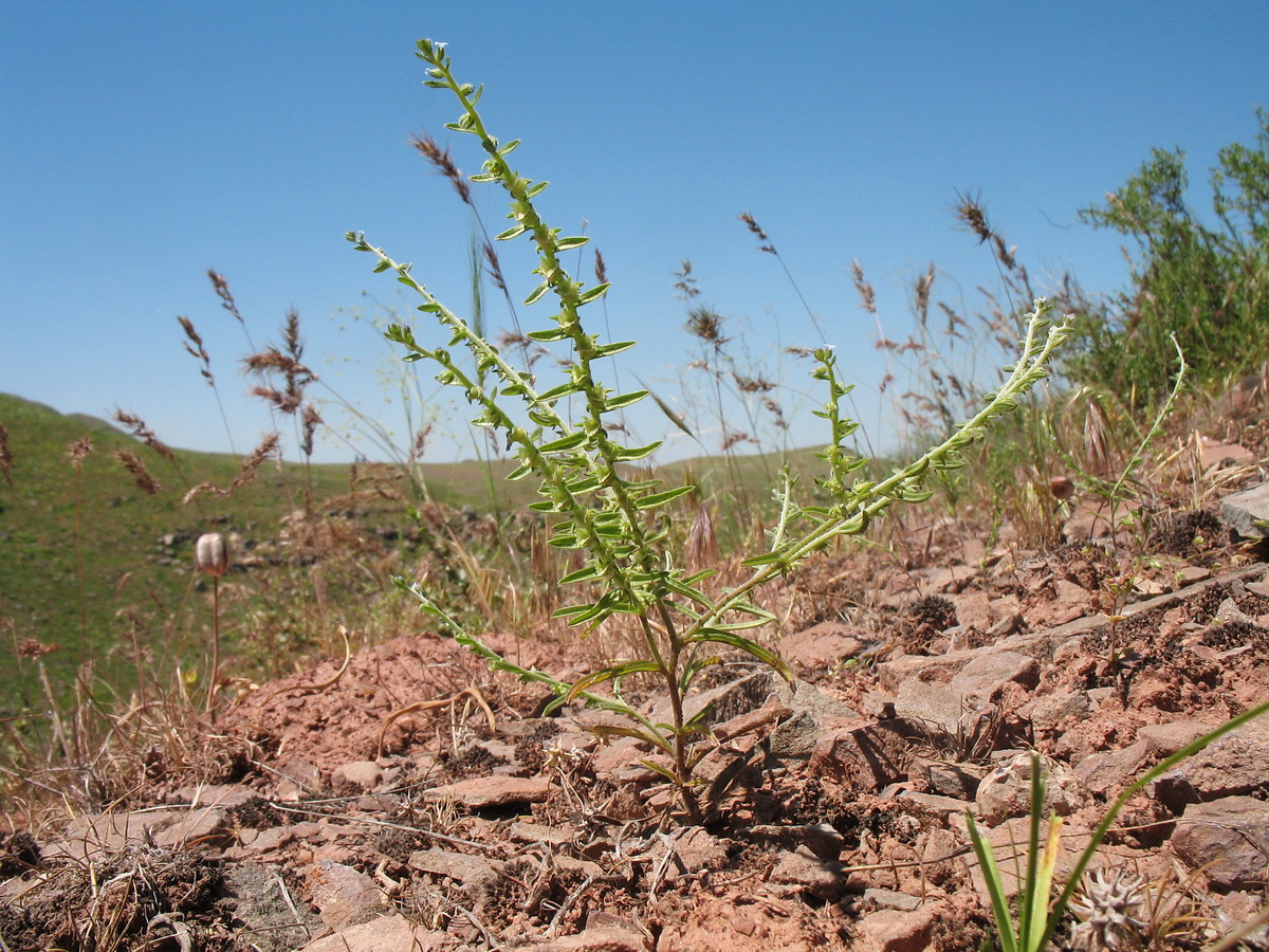 Изображение особи Lappula sessiliflora.