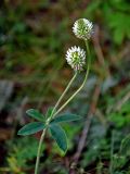 Trifolium montanum. Верхушка побега с соцветиями. Челябинская обл., Миасский гор. округ, берег оз. Тургояк, опушка сосняка. 05.08.2019.