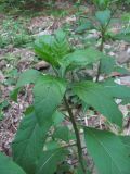 Atropa caucasica. Верхушка бутонизирующего растения. Краснодарский край, Абинский р-н, окр. хр. Папайский, берег р. Бол. Хабль. 14.05.2020.