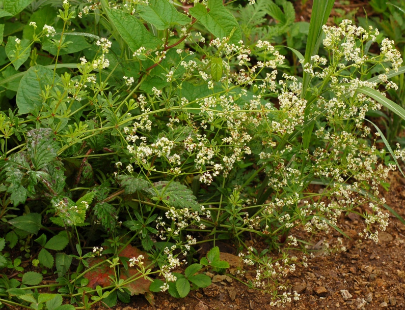 Изображение особи Galium davuricum.