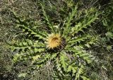 Carlina подвид cynara