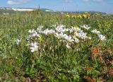 Cerastium purpurascens. Цветущее растение. Адыгея, Кавказский биосферный заповедник, Абадзешский перевал, ≈ 2000 м н.у.м., субальпийский луг. 13.06.2015.