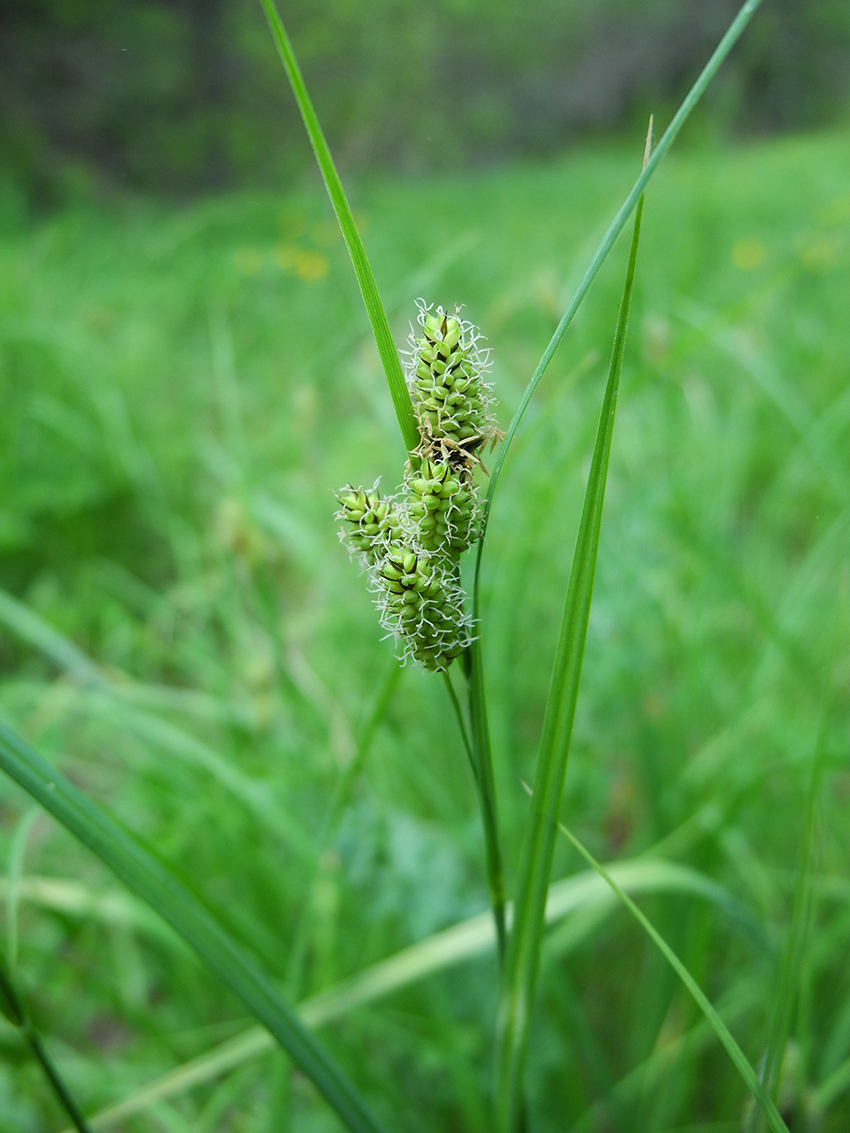 Изображение особи Carex hancockiana.