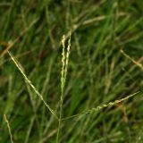 Digitaria pectiniformis