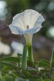 Datura innoxia