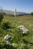 Aconitum orientale. Цветущее растение. Адыгея, Кавказский биосферный заповедник, Азишский перевал, ≈ 2000 м н.у.м., субальпийский луг. 31.08.2019.