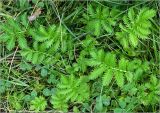 Potentilla anserina. Листья. Московская обл., Раменский р-н, окр. дер. Хрипань, садовый участок. 28.06.2023.