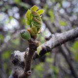 Ficus carica. Верхушка веточки с молодыми листьями и сиконием. Абхазия, Гагрский р-н, с. Лдзаа, озеленение. 11.04.2024.