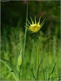 Tragopogon dubius subspecies major. Верхушки побегов с нераскрывшимся (слева) и раскрывшимся соцветиями. Чувашия, окр. г. Шумерля, обочина дороги к хлебозаводу. 11 июня 2011 г.