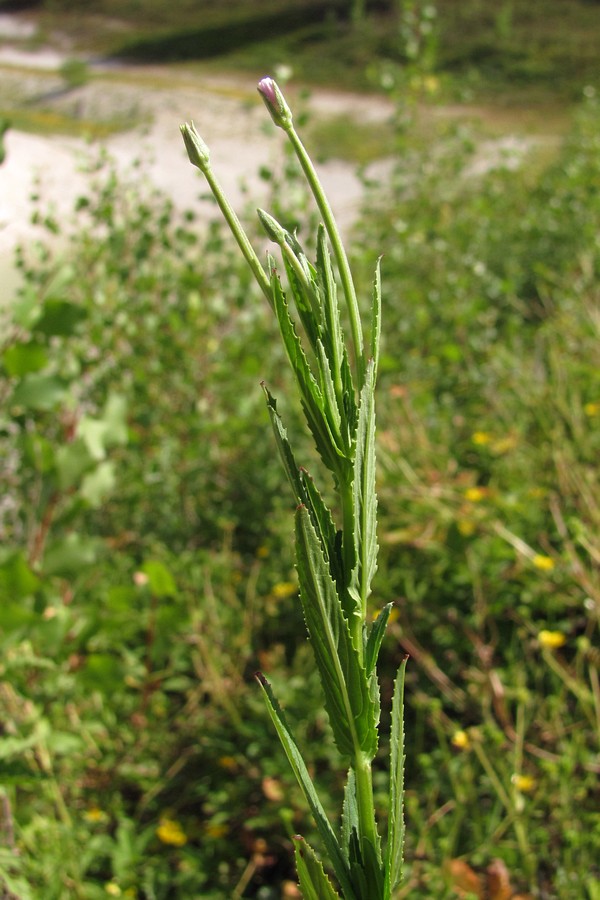 Изображение особи Epilobium tetragonum.