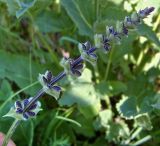 Salvia stepposa. Соцветие в бутонах. Чувашия, окр. г. Шумерля, Кумашкинский заказник, Соколова поляна. 31 мая 2007 г.