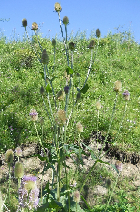 Изображение особи Dipsacus fullonum.