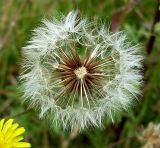 Crepis rhoeadifolia